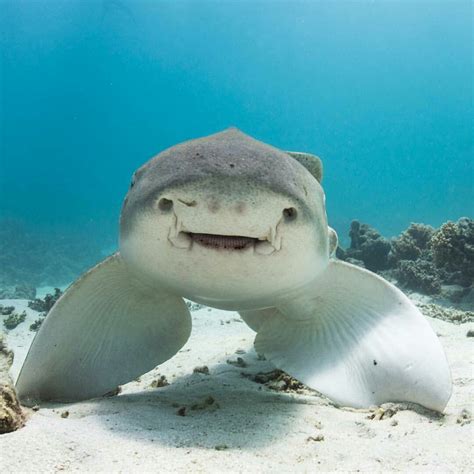 cute shark photos